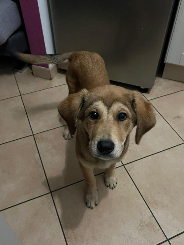 💛 Nala: un cuore salvato che cerca la sua casa per sempre 💛 Foto 8